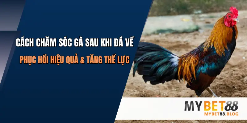 Cách Chăm Sóc Gà Sau Khi Đá Về: Phục Hồi Hiệu Quả & Tăng Thể Lực 1 cach cham soc ga sau khi da ve