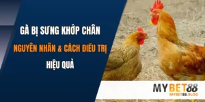 ga bi sung khop chan