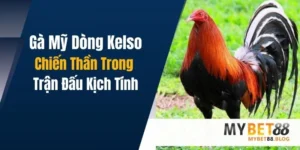 Gà Mỹ Dòng Kelso