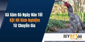 ga xam da ngay nao tot