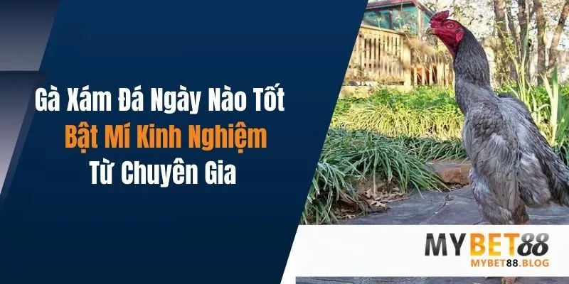 Gà Xám Đá Ngày Nào Tốt - Bật Mí Kinh Nghiệm Từ Chuyên Gia 1 ga xam da ngay nao tot